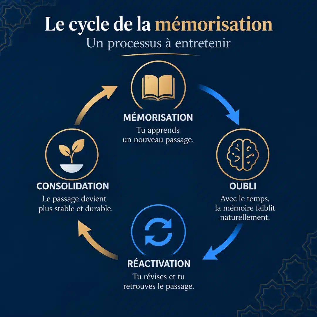 Cycle de mémorisation et de révision du Coran Cycle de mémorisation et de révision du Coran